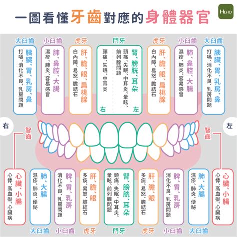 牙齒經絡圖|牙痛可能不只是牙齒問題！可能是體內器官發出的警訊｜圖解健康 